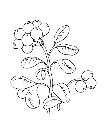 Lingonberry Or Cowberry Coloring Page